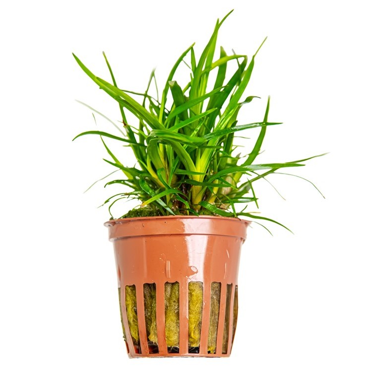 Planta acvariu Eriocaulon sp. 'Vietnam' Tropica - imagine 5